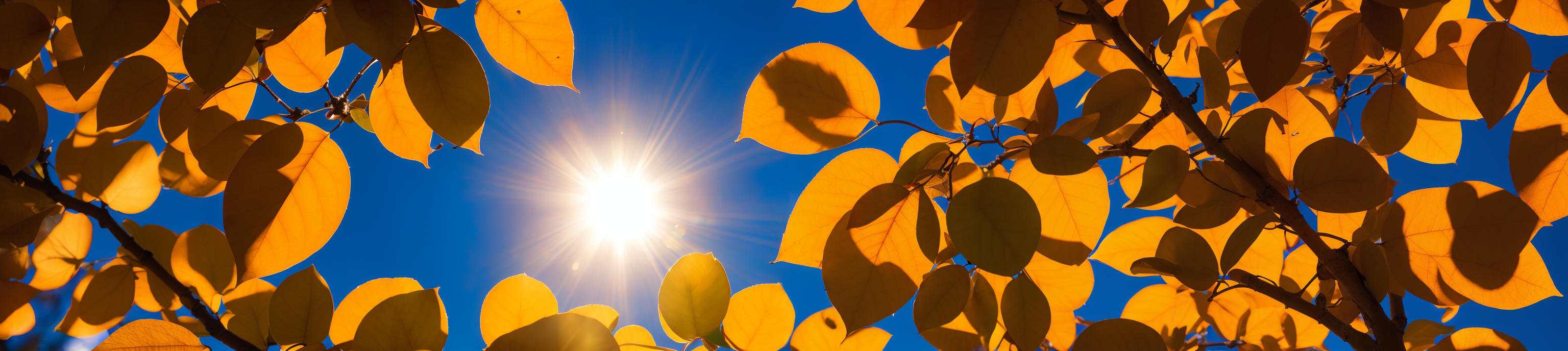 The sun shining through some leaves.